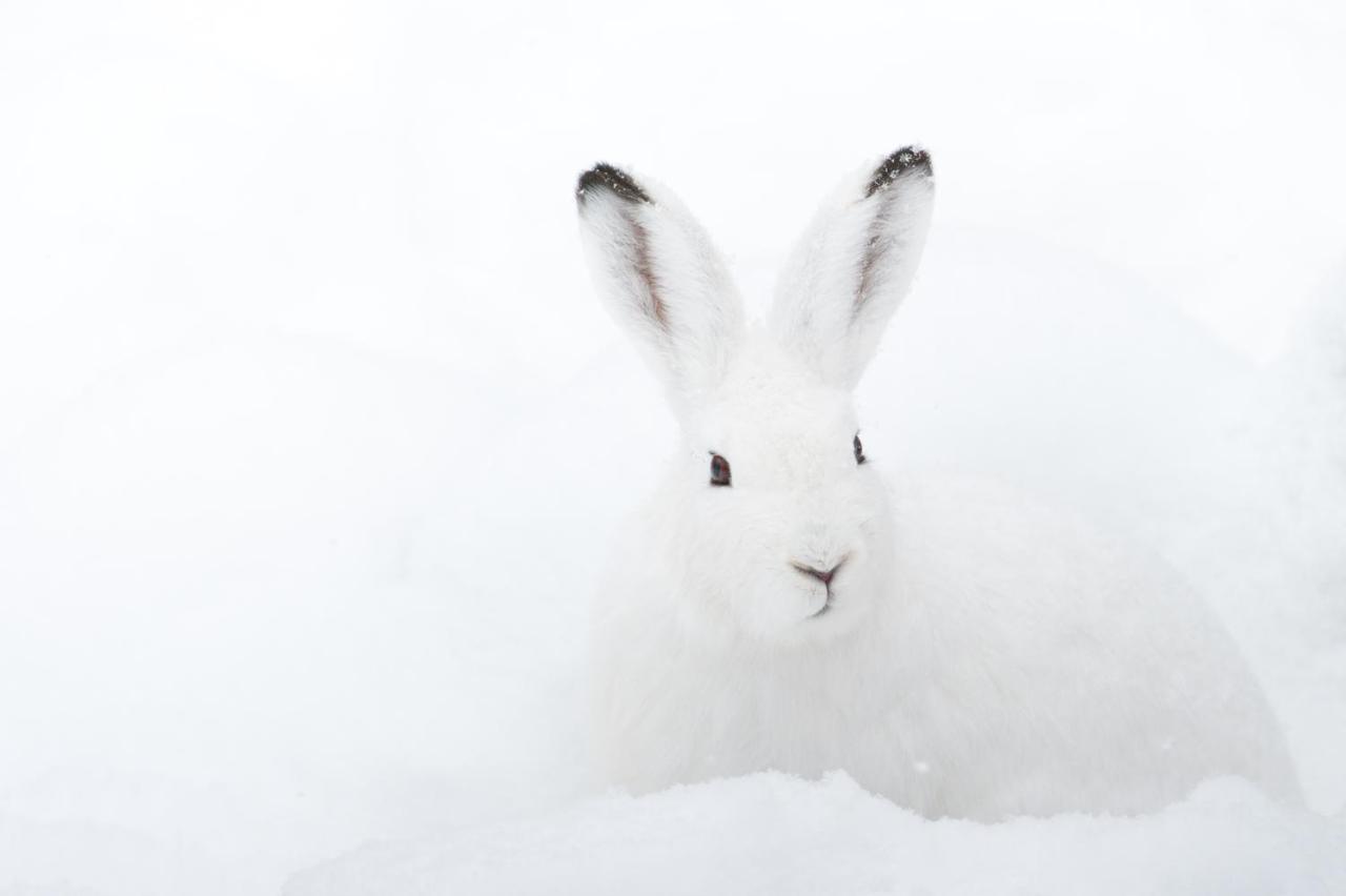 Chalet ?Snow Bunny? Stadl an der Mur Ngoại thất bức ảnh